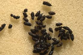 Bat droppings on a stairwell
